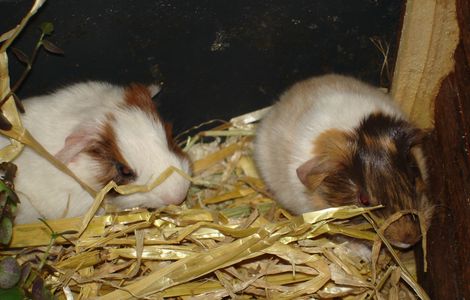 Hexe und Dumbo erholen sich von der anstrengenden Geburt