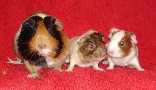 Die gl�ckliche Familie