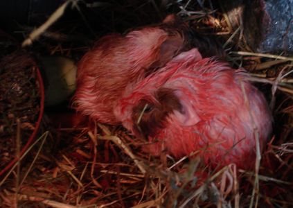 Hexe und Dumbo nach der Geburt noch nicht ges�ubert