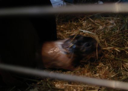 Hexe wird grade geboren