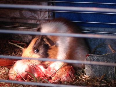 erstmal was zu essen f�r Hexe und Dumbo