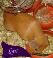 Lotti